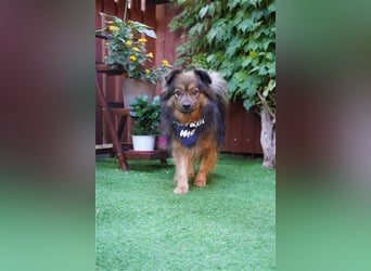 Buddy-SR, möchte dein Freund werden
