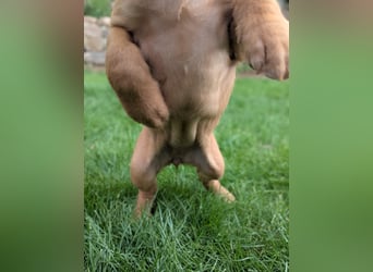 Ungarisch-Drahthaar-Welpen (UD) - Magyar Vizsla