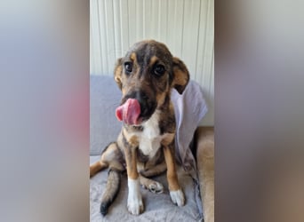 TIZIA ❤️ Eilig! sucht Zuhause oder Pflegestelle