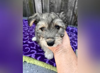 Chloe