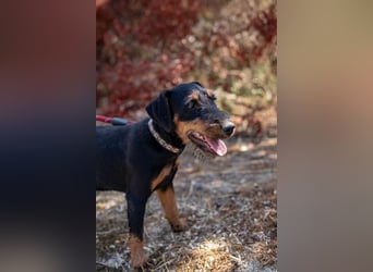 Junghündin, Welpe, Deutscher Jagdterrier Hündin Honey Pie sucht....