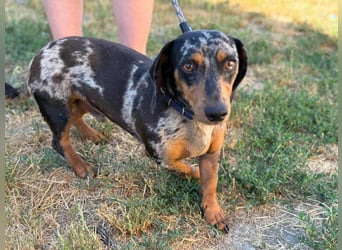 Rocky, geboren 06.2023, 27cm sucht sein Zuhause