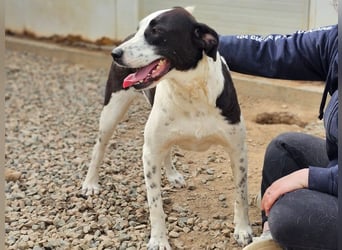 Milla - Gute-Laune-Hund wartet auf Sie