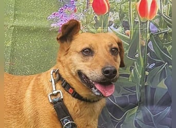 Ginger will Zuhause ankommen