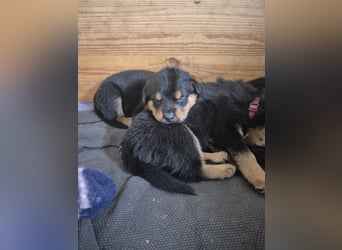 Rottweiler Schäferhund Mischling