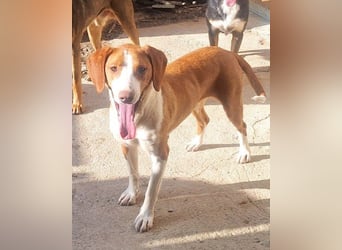 Bracken-Lady ♥ Rosie ♥ aktiv, sozial und liebevoll