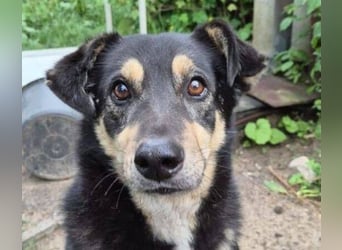 Simba, Kurzhaarcollie Mischling