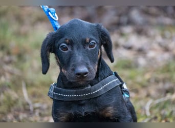 Bibi-SI, kleine Welpin sucht liebe Familie