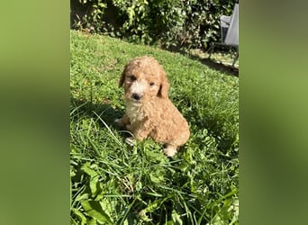 Mini Goldendoodel Welpen F3 - abzugeben ab Ende Oktober