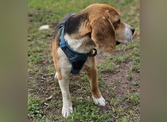 Leano sucht ein Beagle erfahrenes Heim