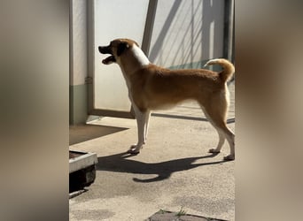 Die liebenswerte BOUNTY sucht ihr Zuhause!