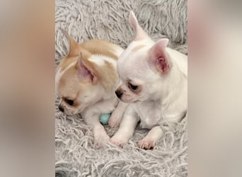 Chihuahua Rüden 9 Wochen alt mit Ahnentafel