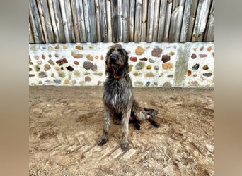 Irische Wolfshunde/ Irish Wolfhound Welpen