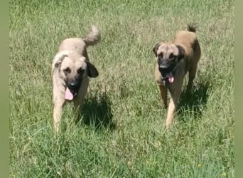 Kimba Schäferhund Mischling Hündin sucht Zuhause für immer