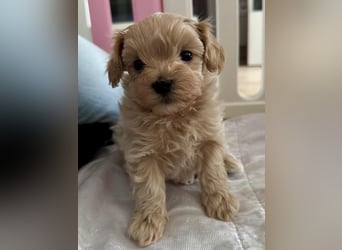 Maltipoo Welpen Rüde