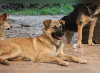 Schäferhund Mix Miley