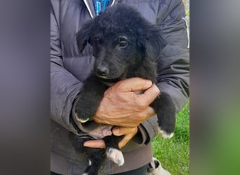 Lieber Srecko ❤️ schmusiger Husky-Mix