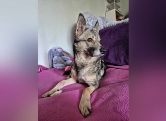 Grisa - eine besondere Hundedame