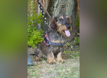 Spakli SI - Dackel sucht seine Menschen