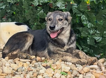 HERKULES - Hund sucht Mensch( en)