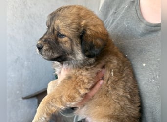 Diego ❤️ süßer, verschmuster Welpenjunge