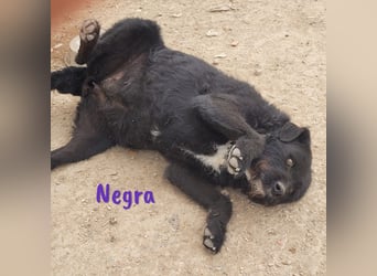Negra 01/2018 (ESP) - sehr liebevolle, verschmuste und menschenbezogene Schnauzer-Mix Hündin!