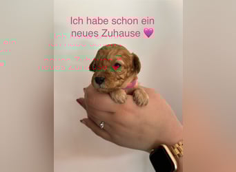 Wunderschöne reinrassige Toy- und Zwergpudelwelpen suchen ein liebevolles Zuhause