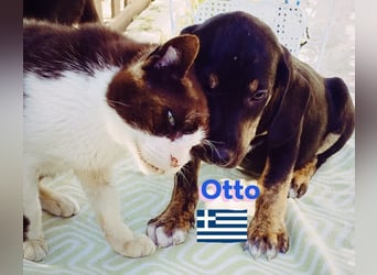 Otto, 01/25 - aktives Schlappohr sucht Familie