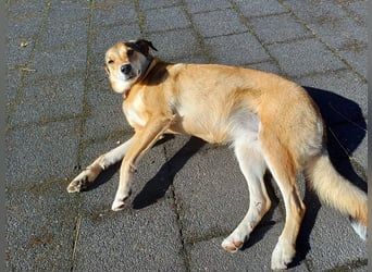 ♥JOSY♥ verliert ihr Zuhause in Grevenbroich - so menschenbezogene und sanfte Schönheit 50 cm