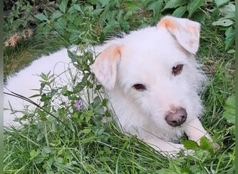 BENNY sucht ein Zuhause