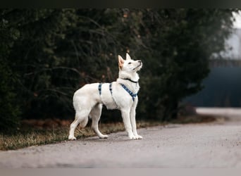 Fröhliche Brynza sucht ihre Familie