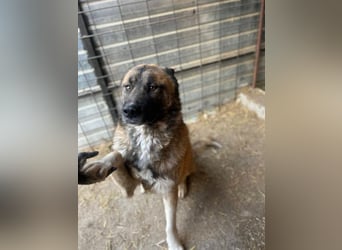 Ares - freundlich und lieb
