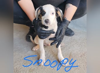 Snoopy: Die glorreichen vier Zwerge