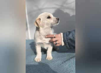 Lili LM – neugieriges Hunde-Mädchen sucht liebevolles Zuhause mit Herz und Verstand