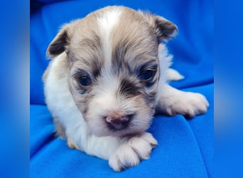 Bezaubernde Welpen aus Bolonka Zwetna und Pomeranian (Zwergspitz)