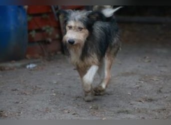 Update: MERLIN- auf PS in mit ÜO in 31603 Diepenau