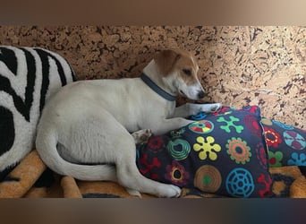 Pimpa, ca. 6 Monate, 35cm sucht ihr Zuhause