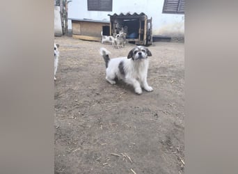 Wookie, Peki-Bolonka Mix, Rüde, geb. 15.01.2024, sucht  Fürimmerzuhause