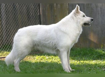 Weißer Schweizer Schäferhund Deckrüde