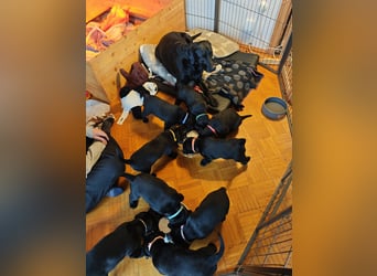 Labradorwelpen suchen bestes Zuhause