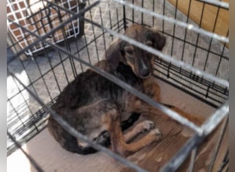 Ellie - ihr kleiner Körper war voller Wunden, als man sie fand
