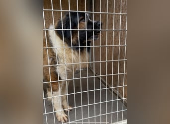 Mamlasz-Maci sucht souveräne Menschen mit Hundeerfahrung