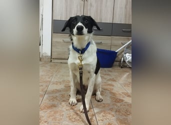 Die schüchterne Zseda sucht einfühlsame Menschen mit nette Hunden !