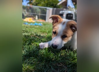 Canaan Dog-Welpe (Kanaan-Hund)