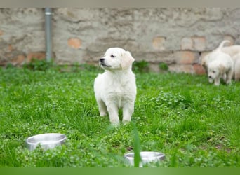 Goldenretriever Welpen