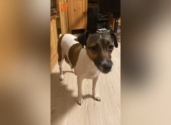 Rüde Schwarz weiß Parson Russell Terrier Welpen Bild und Video neu