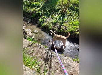 Welpendame BEAUTY, in 71665 Vaihingen auf Pflegestelle, sucht eine Familie!