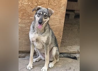 Nadja - fröhliche, aktive, liebe Schäferhund Mix Hündin / z.Zt. noch in Rumänien