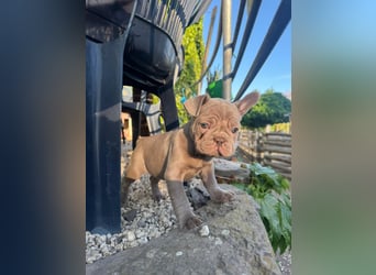 Französische Bulldoggen Welpen