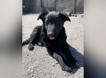 LENZI❤️unser kroat. Schäferhund-Mix-Rüde ist ein wahrer Sonnenschein!